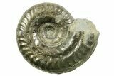 Pyritized Jurassic Ammonite (Hildoceras) Fossil - France #367650-1